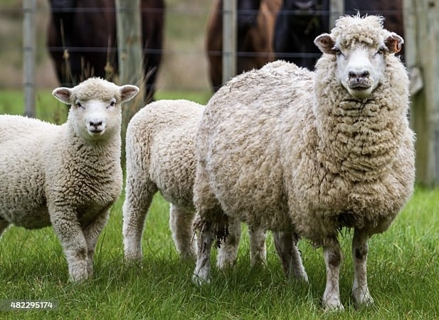 明日へのエネルギーを満たす眠りを。安眠プラン！