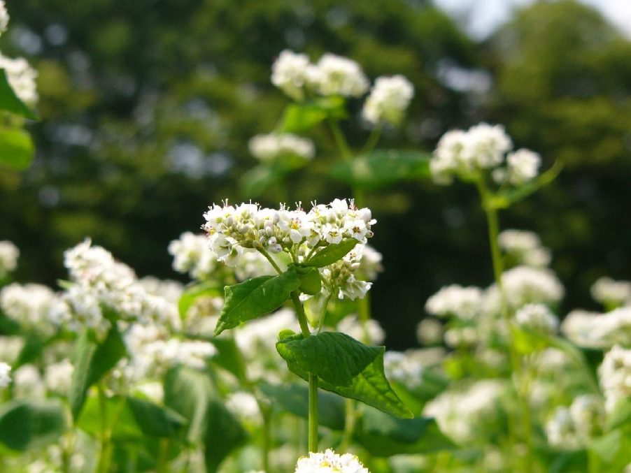 そばの花