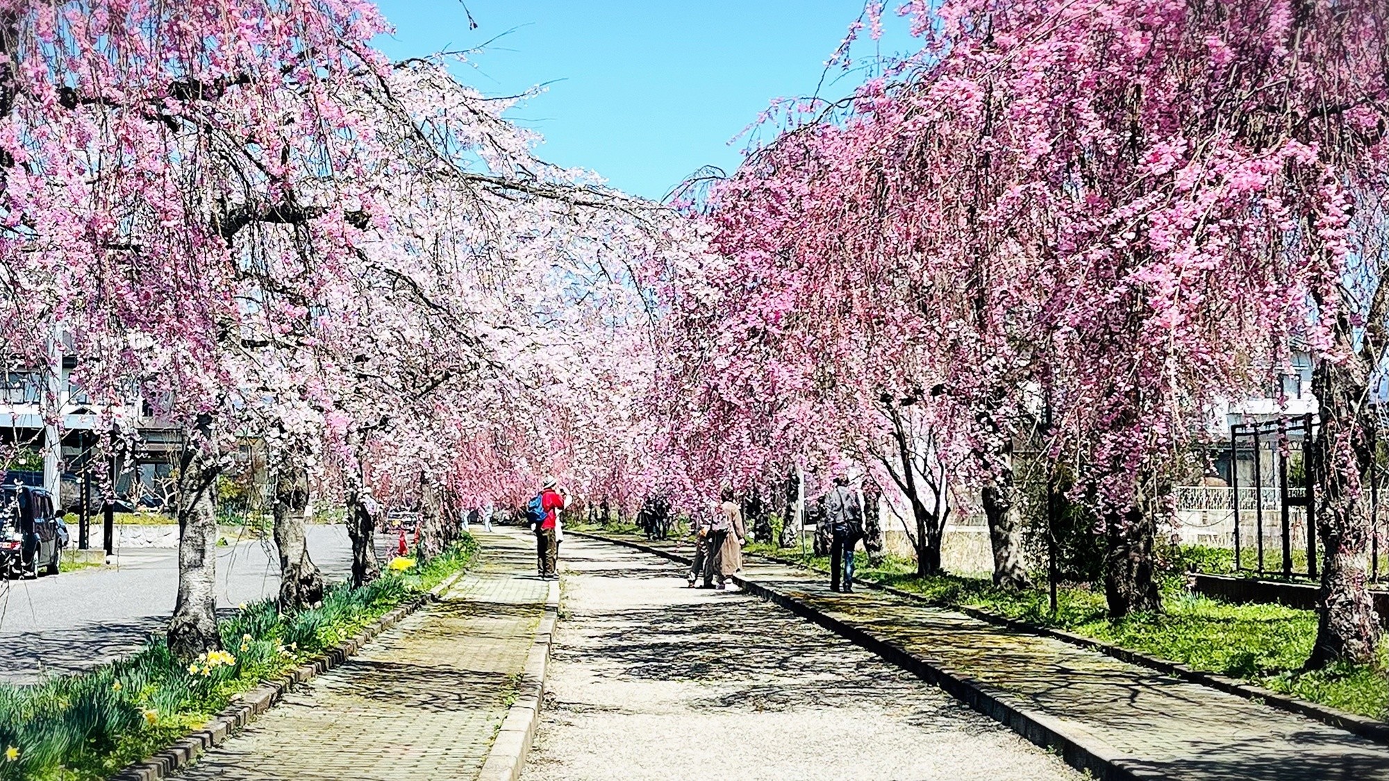 喜多方日中線のしだれ桜／開花時
