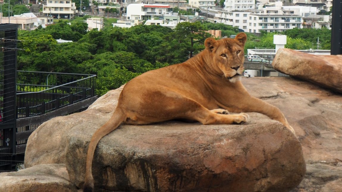 家族旅応援★幼児無料＆小学生30％割引★連泊で「沖縄こどもの国入園券」プレゼント／素泊り・大浴場無料