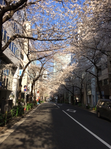ホテルの横道路（桜）