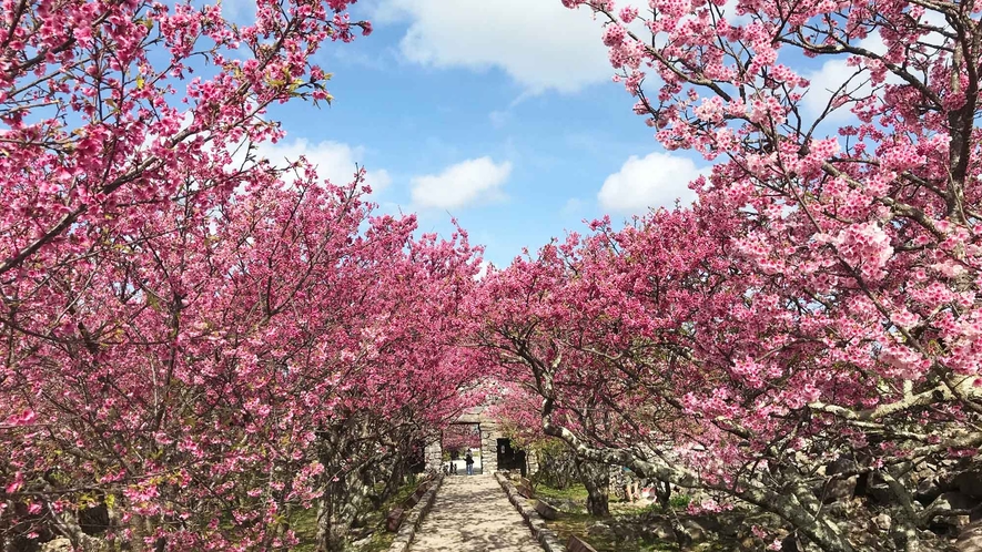 【周辺情報】平郎門から大庭（うーみやー）まで続く寒緋桜が美しい参道です