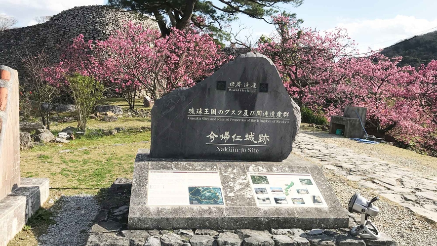 【周辺情報】世界遺産今帰仁城址も桜に覆われます