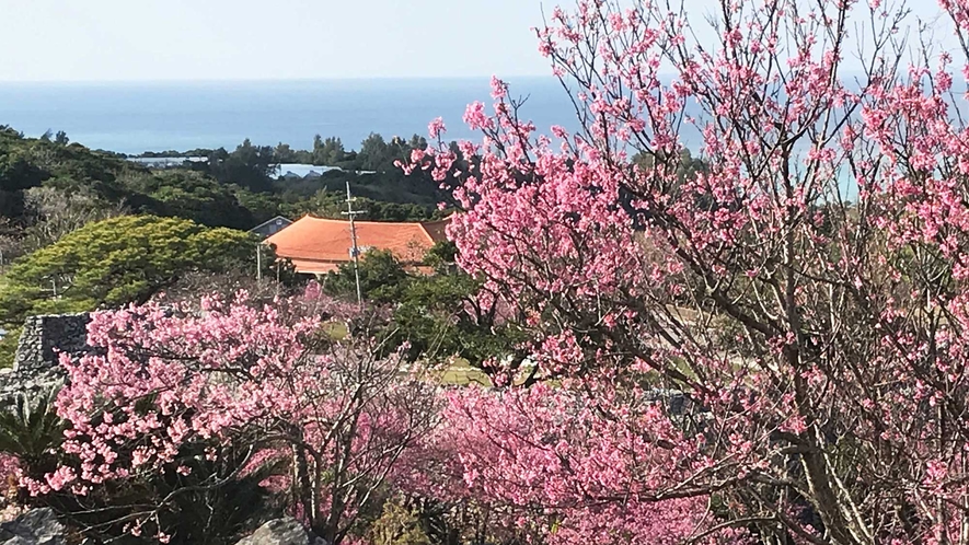 【周辺情報】本州とは違う色鮮やかな寒緋桜が見ごろなのは2月上旬です