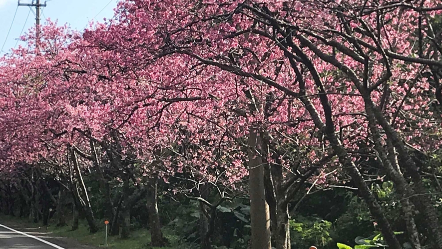 【周辺情報】2月初旬の今帰仁城跡への坂道は春は寒緋桜が満開です