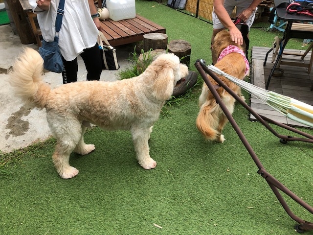 ペットと一緒に滞在プラン　