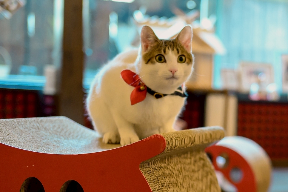 【レトロ館素泊まり】時間を気にせずゆっくり☆ワーケーションにもおすすめ