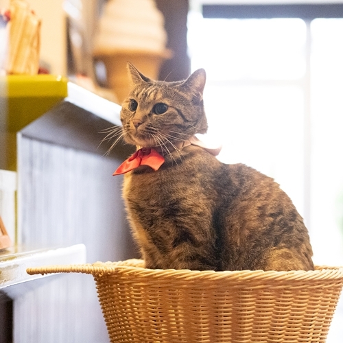 【1泊朝食付き】カラダに嬉しい和朝食★出張ビジネスにもオススメ