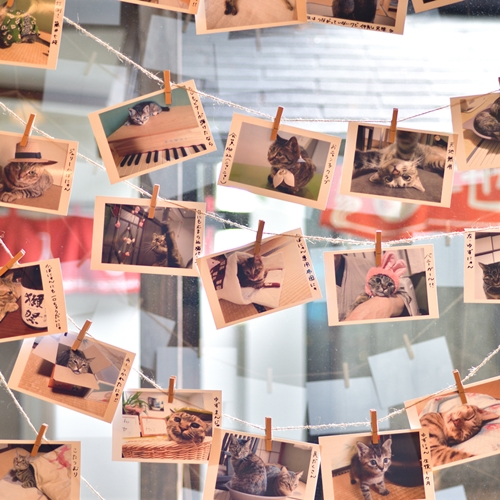 【ロビー】当館自慢の猫ちゃんたちの写真もいっぱいかざっています♪