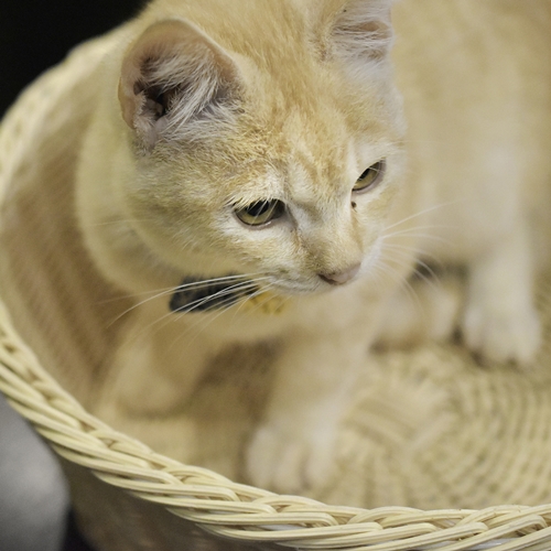 「お客様はまだかにゃ～？」かご入り息子のざぼにゃん