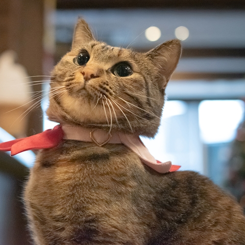 愛嬌たっぷり★みにゃらい女将「ゆずにゃん」