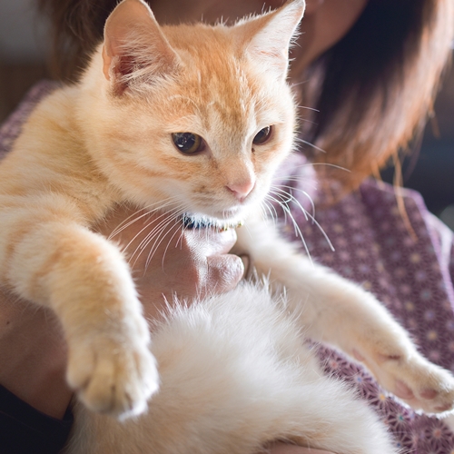 女将が大好き♪ちょっぴりシャイな支配猫「かぼにゃん」