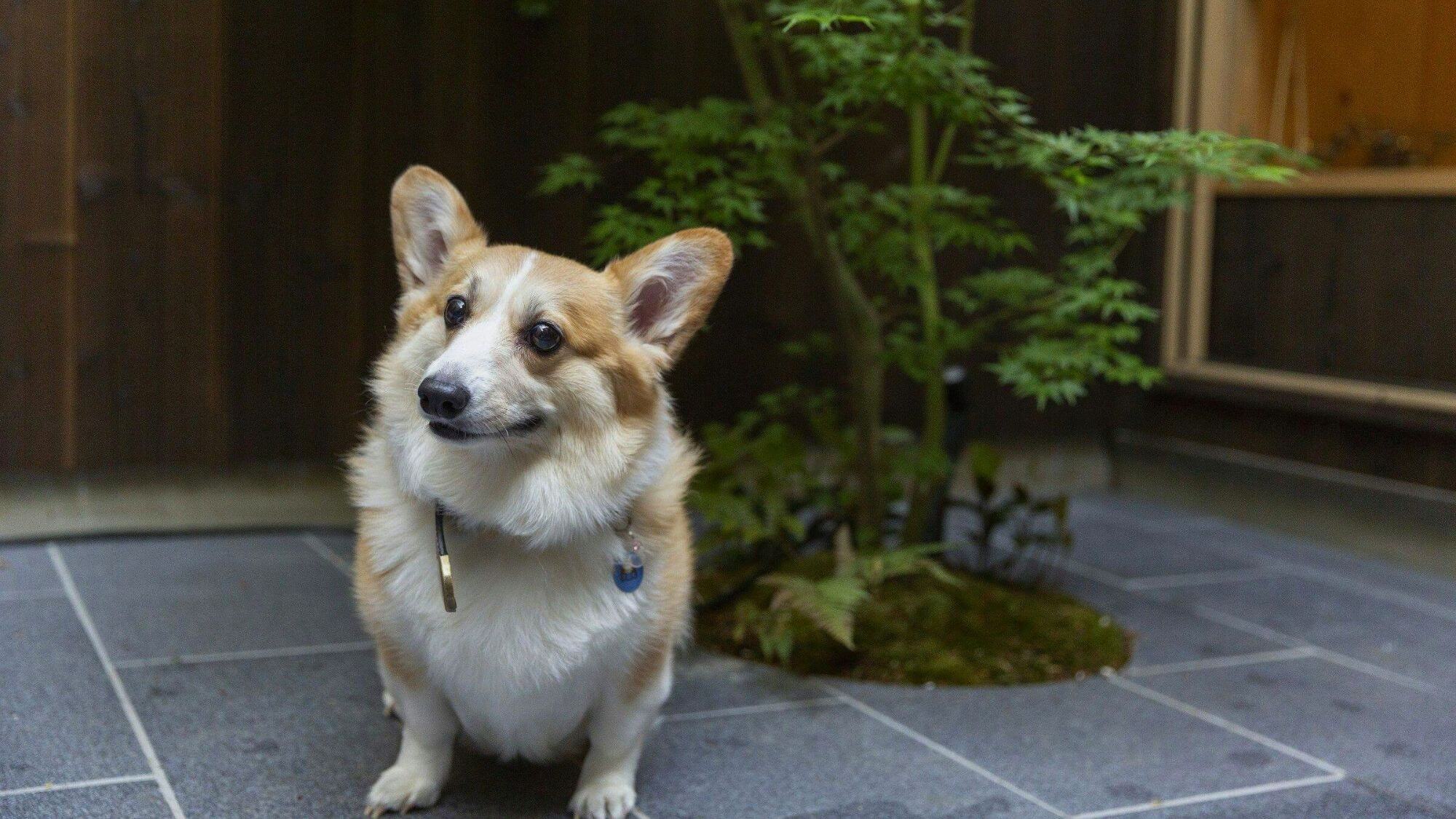【ドッグフレンドリーの宿】ワンちゃんと一緒に京都の町を満喫！