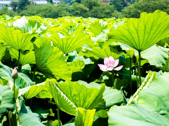 上野公園蓮