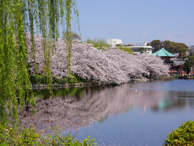 上野公園桜