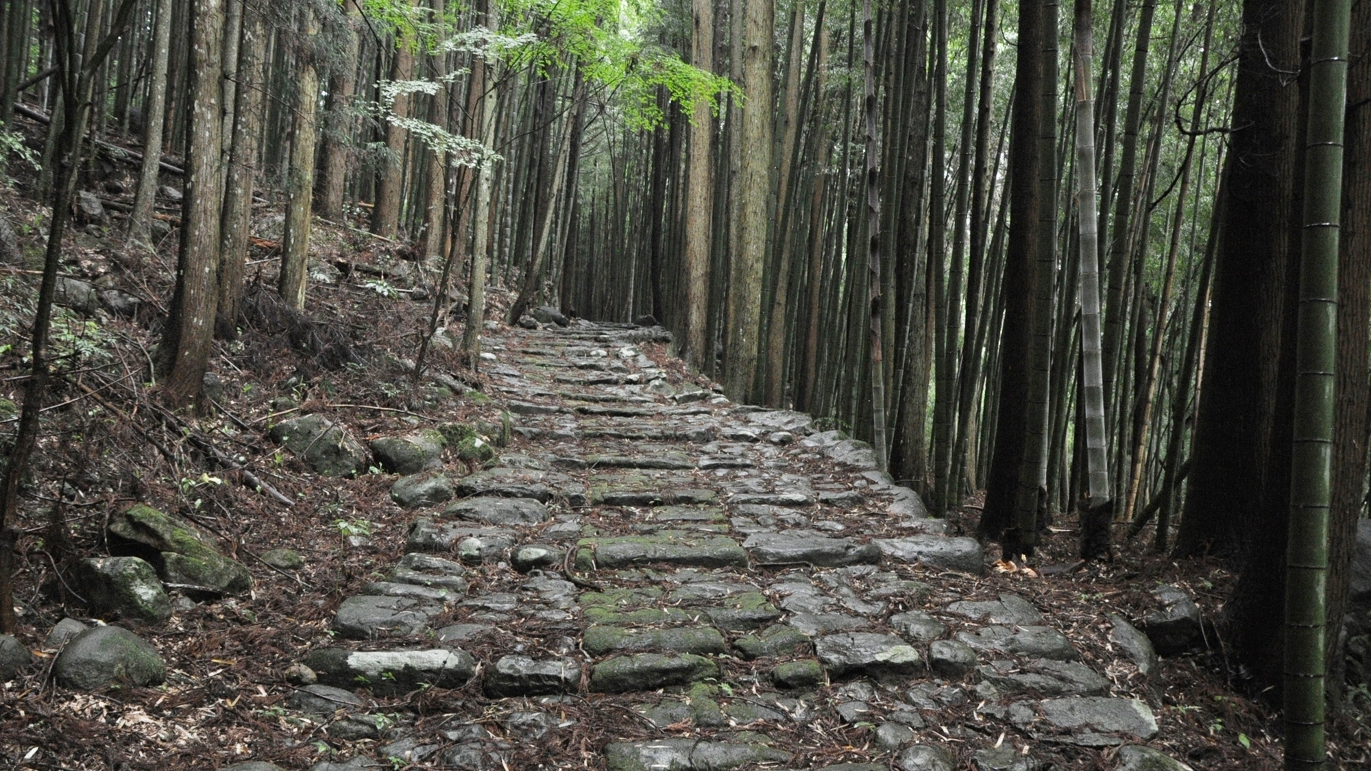 *【中津日田往還道】江戸時代様々なものが運ばれた道。