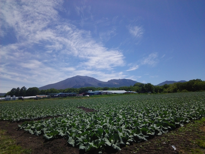 嬬恋キャベツと浅間山