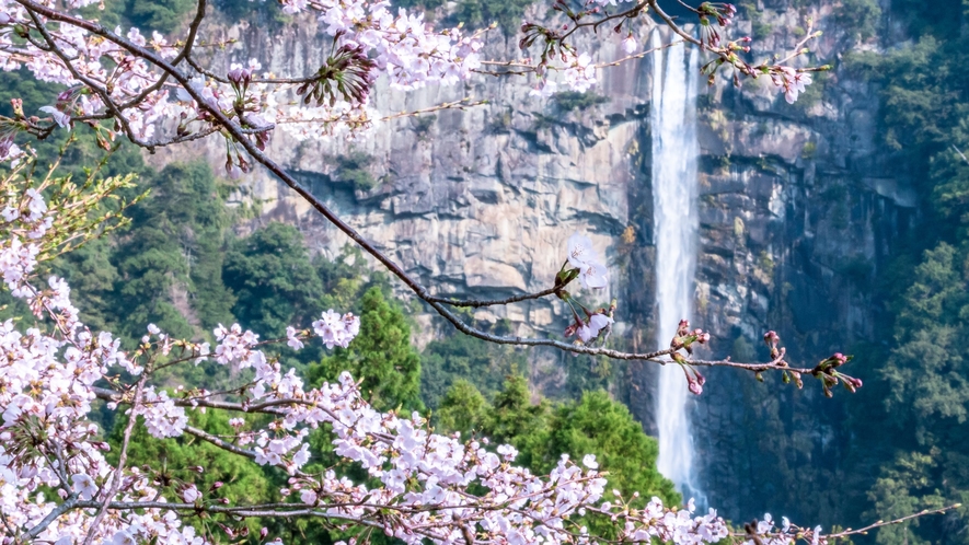 那智の滝　桜