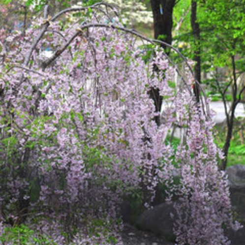 ＊しだれ桜