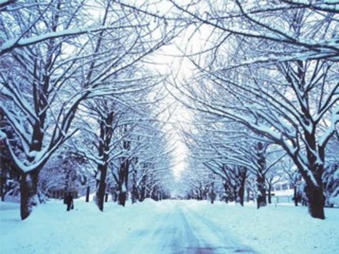 北海道大学・冬
