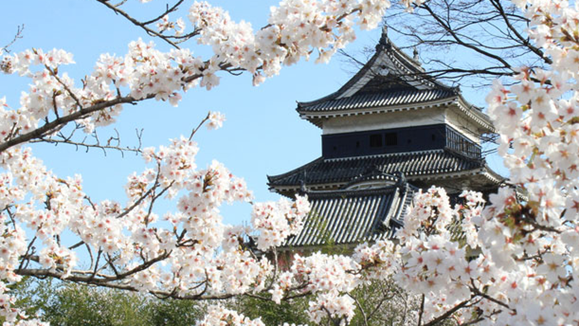 *【周辺観光】松本城の春景色。桜が大変きれいです