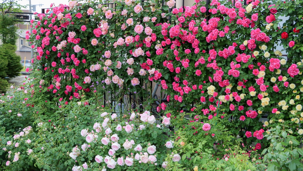 【薔薇の小道】80種の薔薇が彩る春の散策プラン｜ローズドリンク＆ルドゥーテタオルハンカチ付