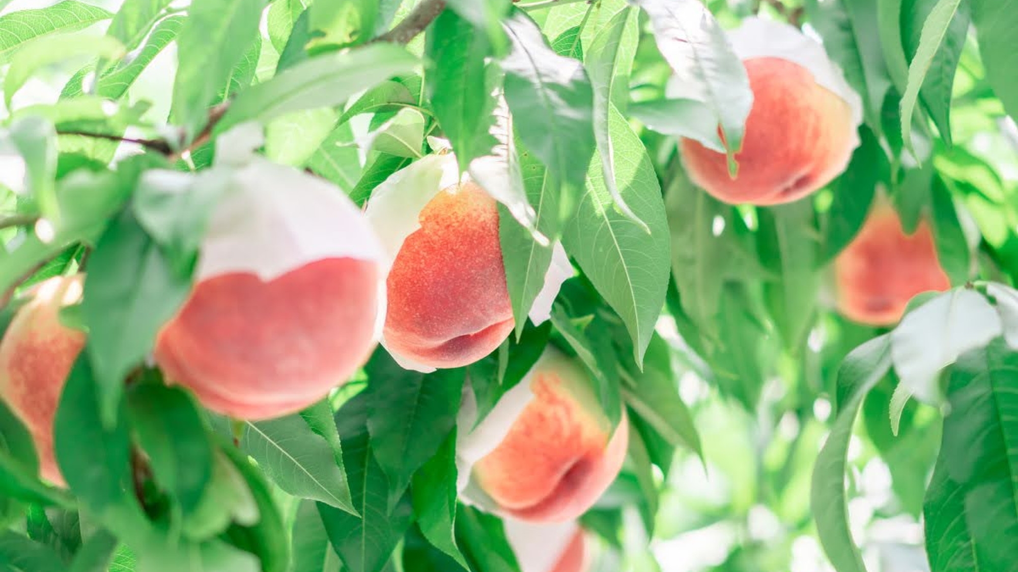 【山梨・桃狩り体験】旬の桃を味わう夏の贅沢プラン