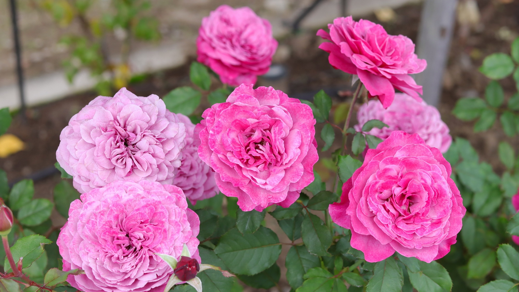 【薔薇の小道】80種の薔薇が彩る春の散策プラン｜ローズドリンク＆ルドゥーテタオルハンカチ付