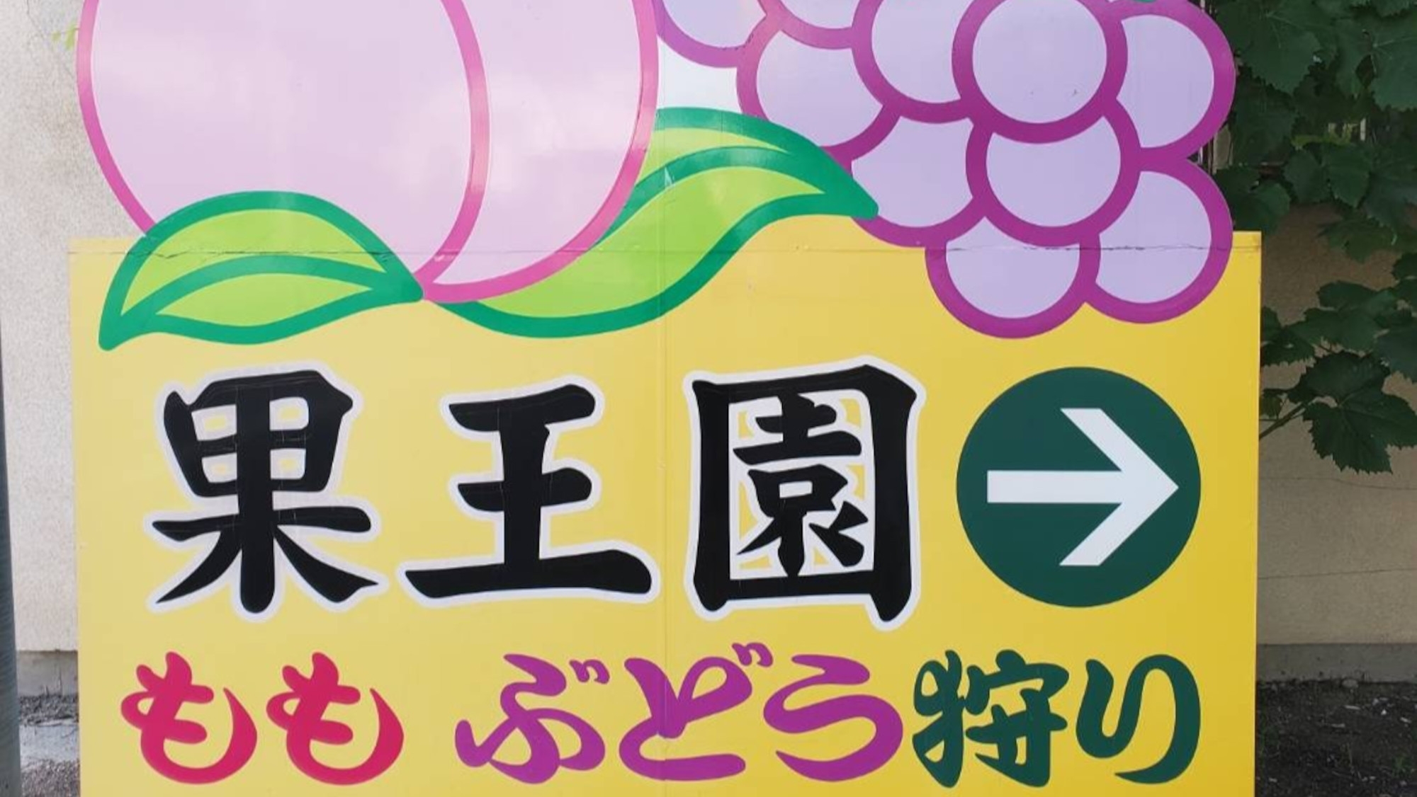 【山梨・桃狩り体験】旬の桃を味わう夏の贅沢プラン