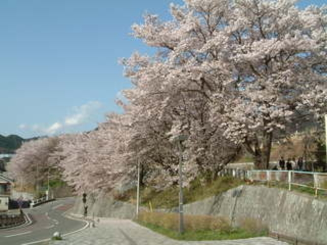 駅の桜道