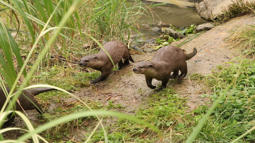 ＼旅の思い出に／神戸どうぶつ王国チケット＆王国オリジナルくじ付プラン（朝食付＆駐車場無料）