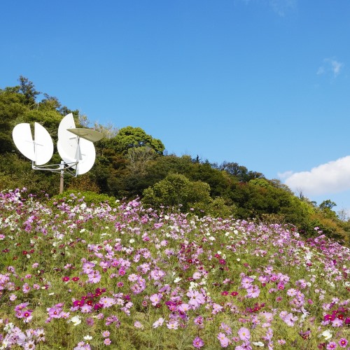 神戸布引ハーブ園＊コスモス＊