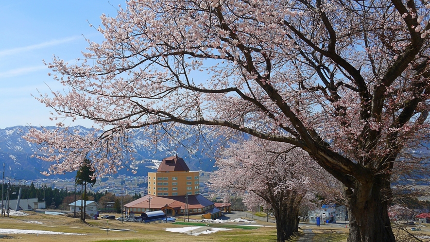 ホテル目の前のゲレンデにある立派な桜並木。スキーシーズンが終了した静かなゲレンデを美しく彩ります。