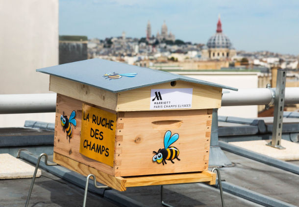 屋上のミツバチの巣箱