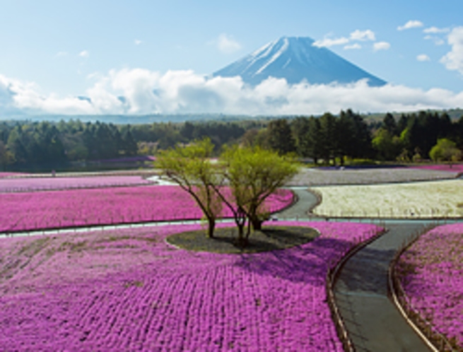 富士芝桜まつり（本栖湖）