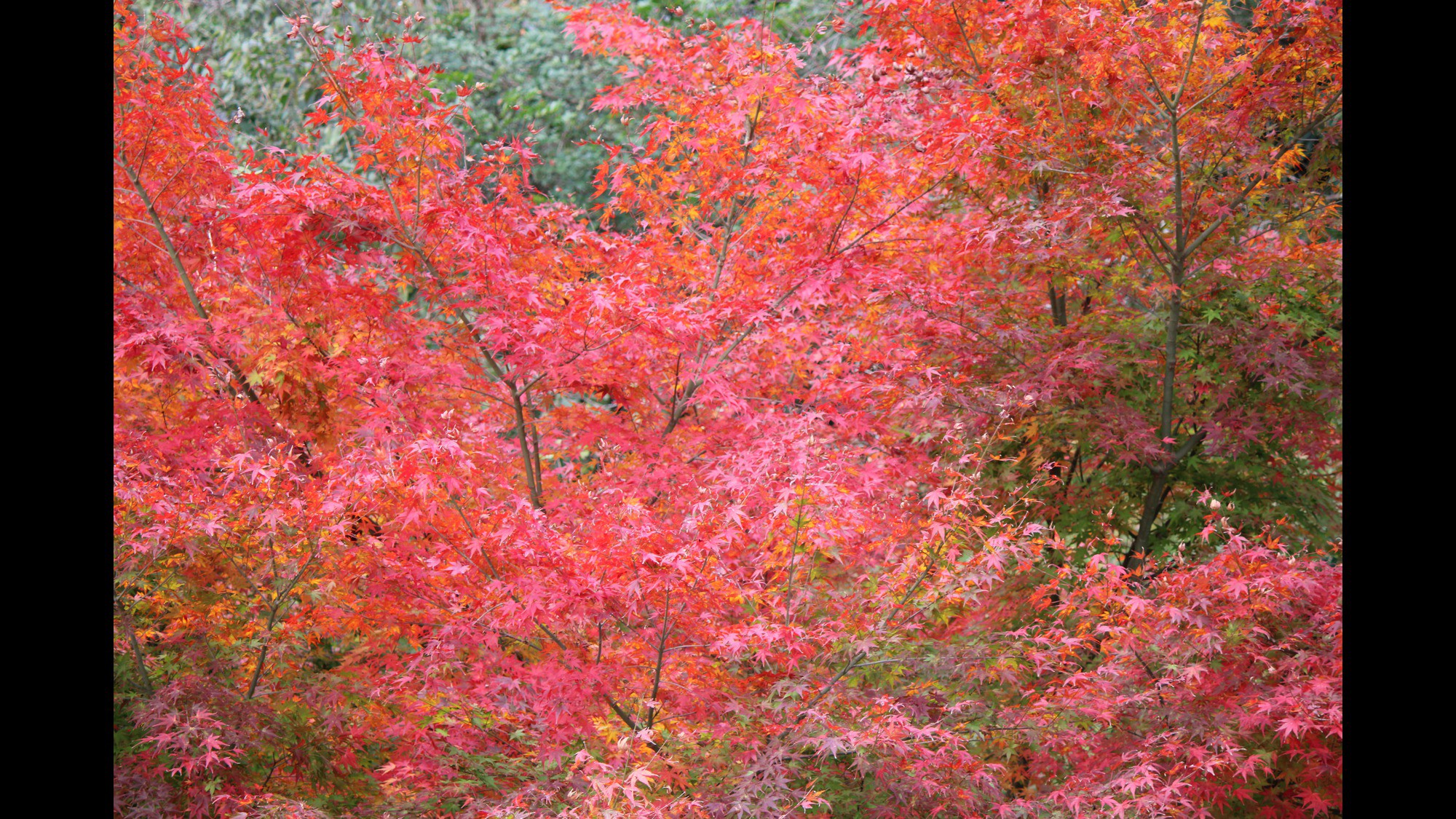 裏山の紅葉１