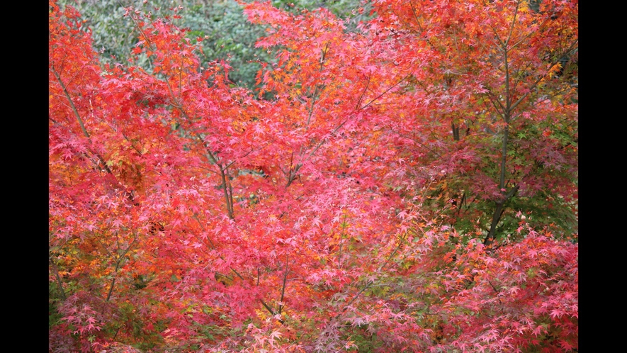 裏山の紅葉です２