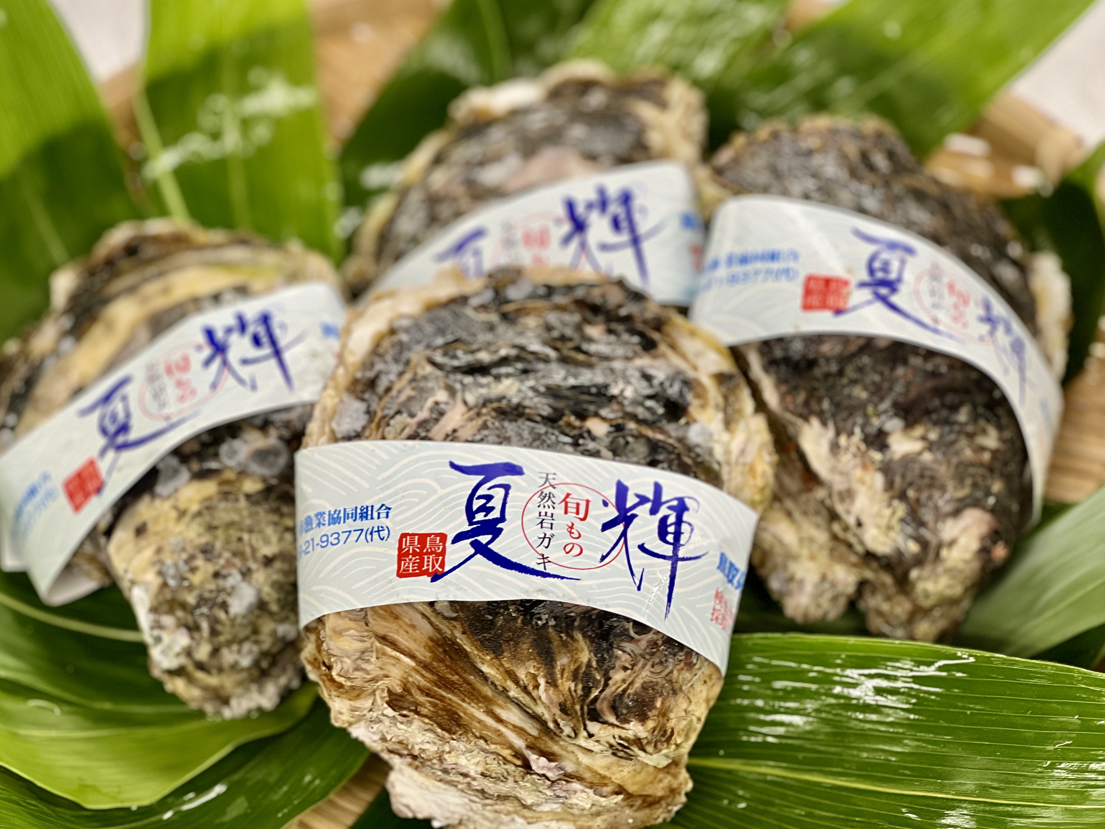 夏季限定のグルメ宿泊プラン「夏会席プラン」用、鳥取県産天然岩牡蠣「夏輝（なつき）」が続々と入荷しております。