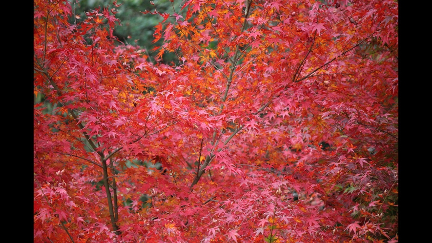 裏山の紅葉です