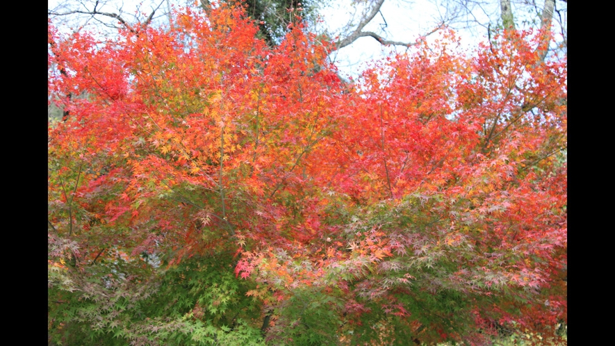 当館裏側の小さな紅葉です。