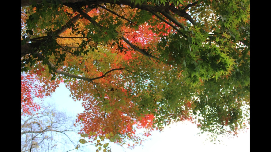 裏山がもうすぐ紅葉