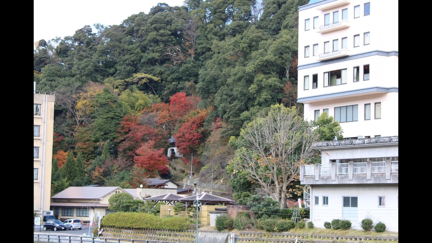 当館左側の裏山です。