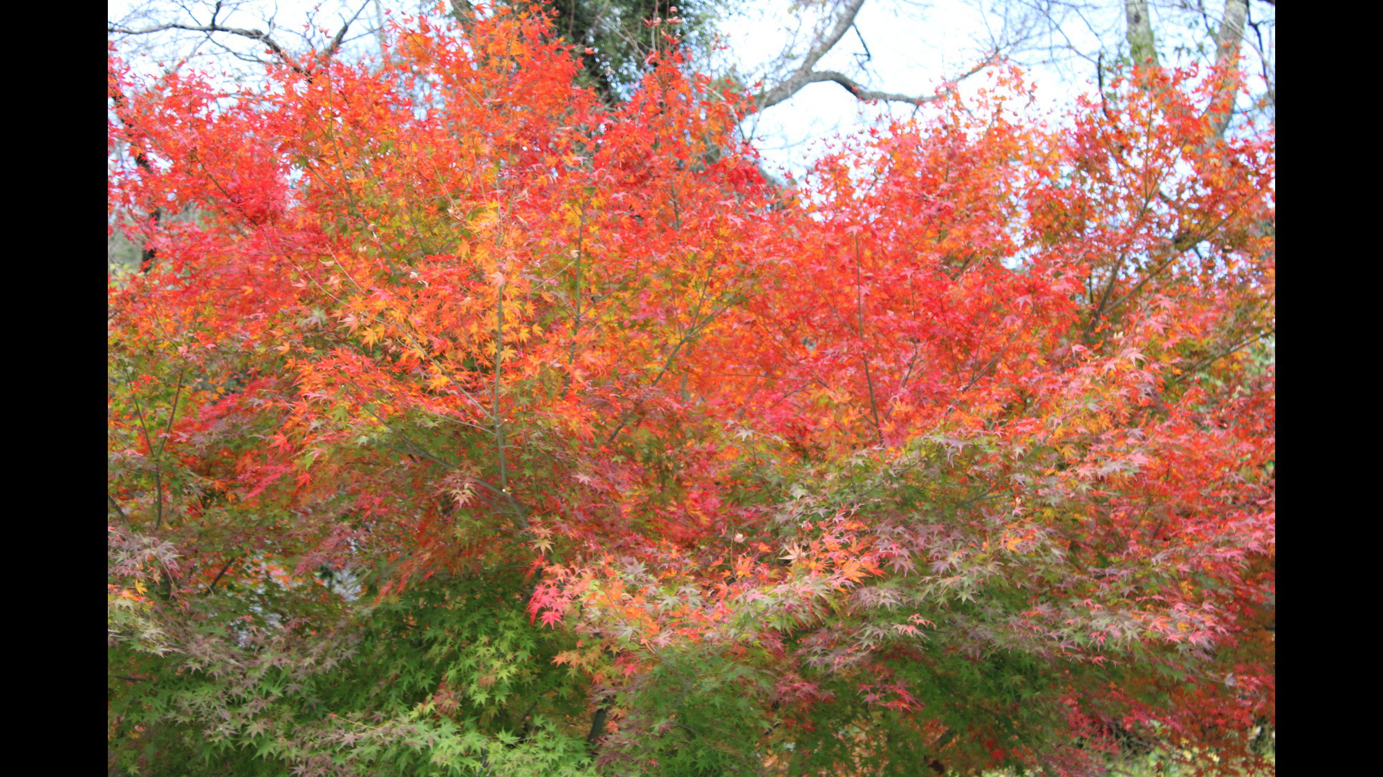 裏山の紅葉２