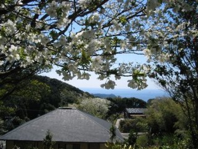 本館裏展望休憩所からの大島桜と太平洋の遠望