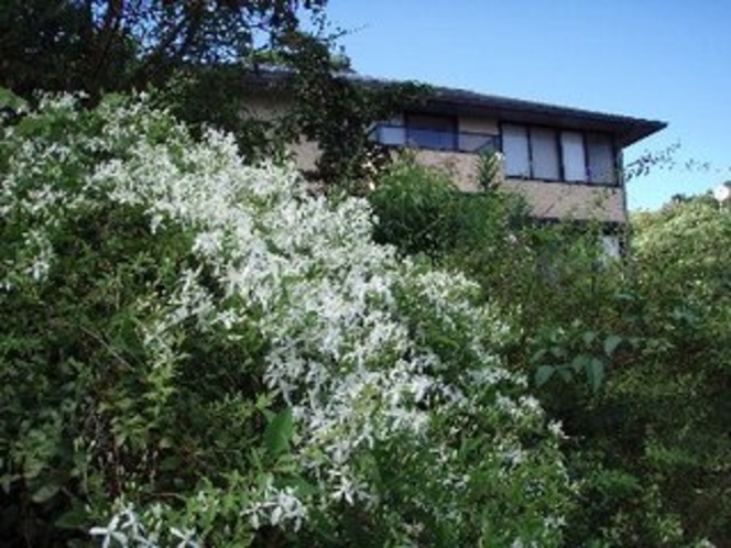 仙人草の背後に旅館建物が見えます。