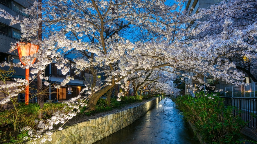 春の高瀬川