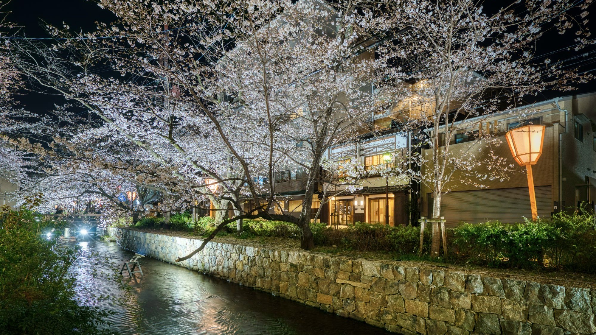 春になると町家の前には桜の景色がお楽しみいただけます