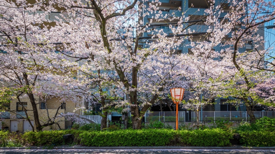 春の高瀬川