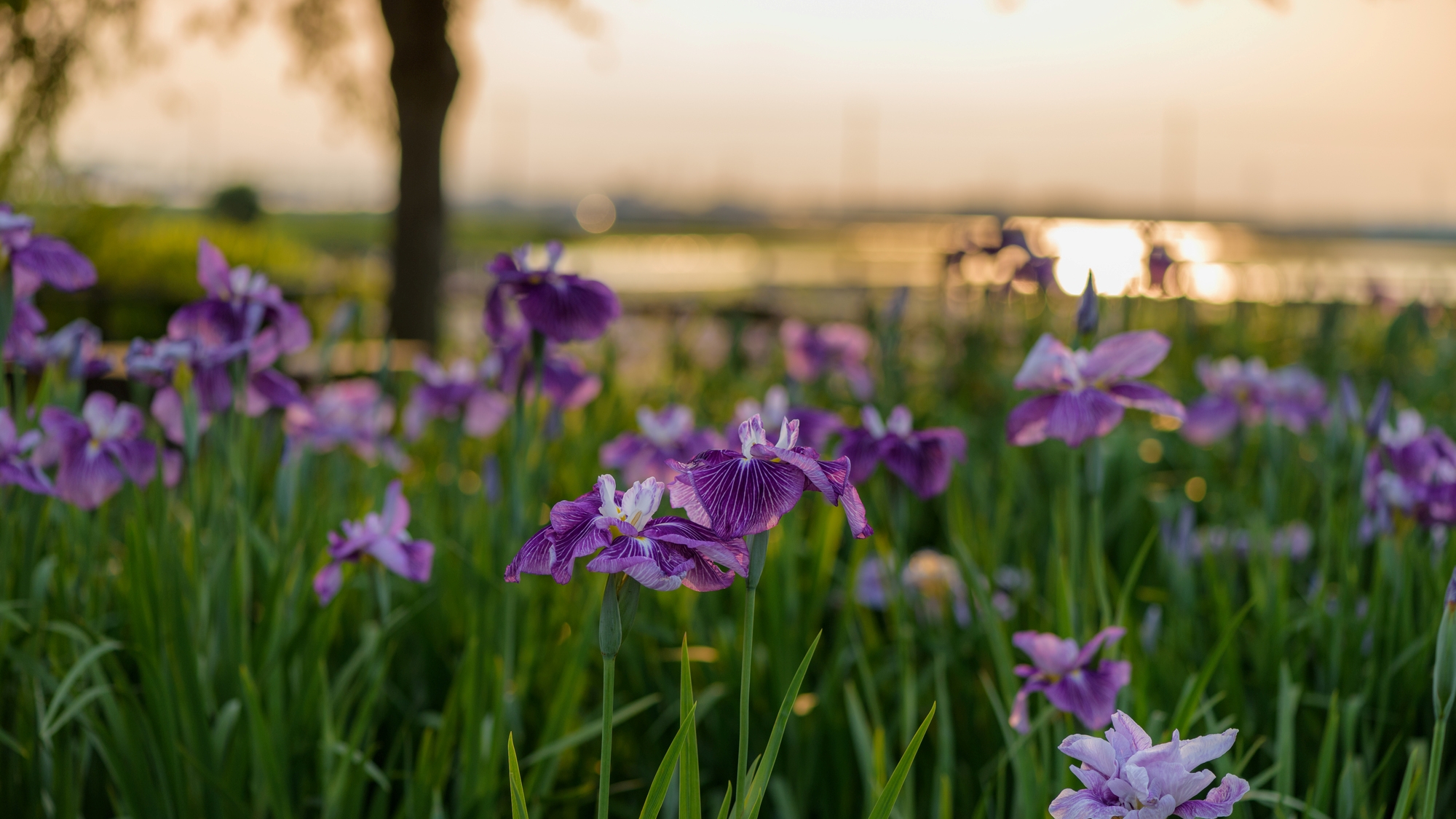 【当館から車で約12分】久喜菖蒲公園