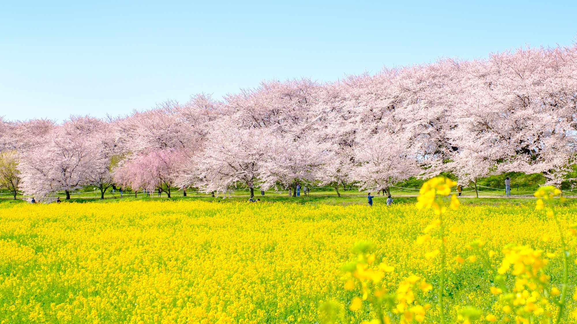 【当館から車で約20分】権現堂公園